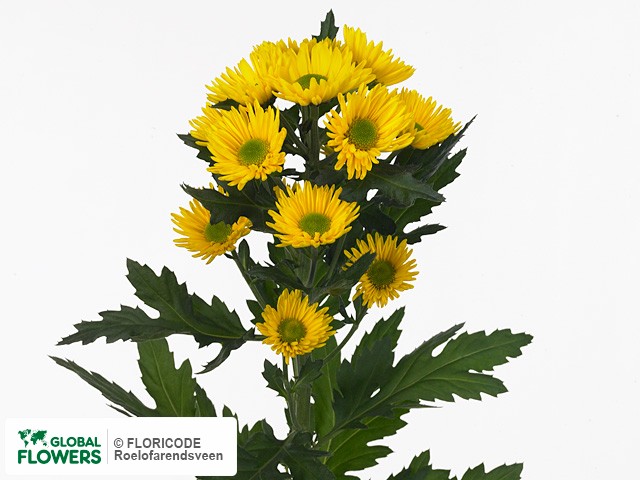 Photo Chrysanthemum (Indicum Grp) tros Korona.