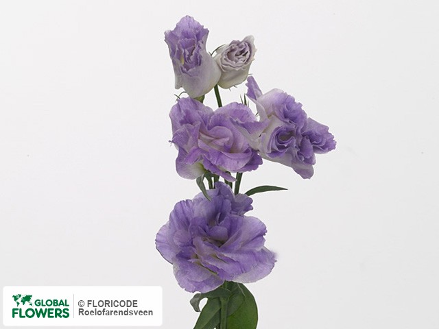 Photo Eustoma russellianum gevuldbloemig 'Bolero Blue Blush'.