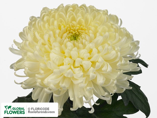 Photo Chrysanthemum (Indicum Grp) geplozen 'Bislet White'.