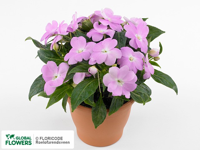Фото вида Недотрога Новая Гвинея "Toscana Medium GL Lavender".