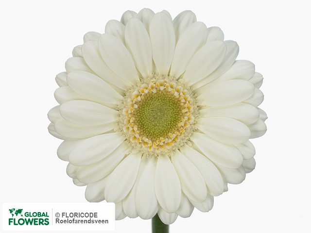 Photo Gerbera mini Albino.