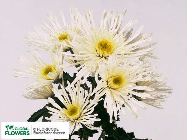 Photo Chrysanthemum (Indicum Grp) tros Supernova.