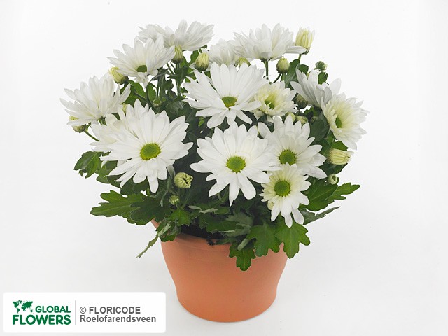 Фото вида Хризантема индийская "Breeze Snow".