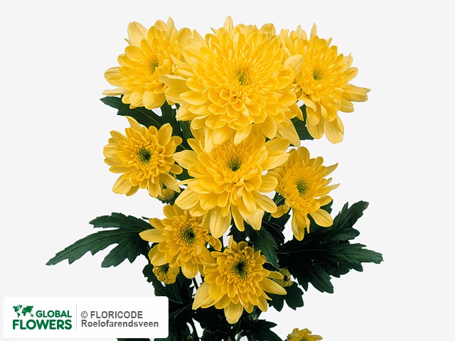 Photo Chrysanthemum (Indicum Grp) tros 'Zembla Yellow'.