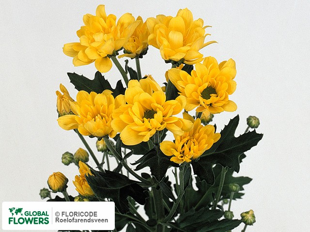 Photo Chrysanthemum (Indicum Grp) tros santini Bush Sunny.