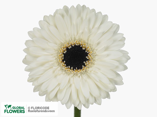 Photo Gerbera mini Snowy.