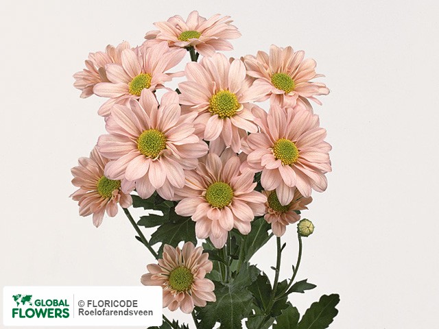 Photo Chrysanthemum (Indicum Grp) tros Reagan Rosy.