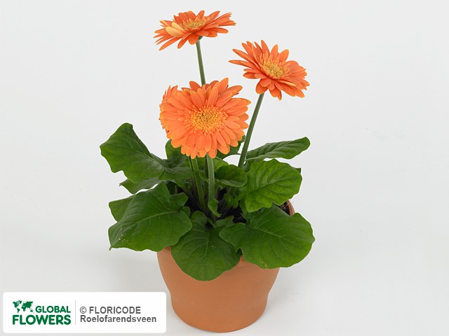 Photo Gerbera Durora Orange.