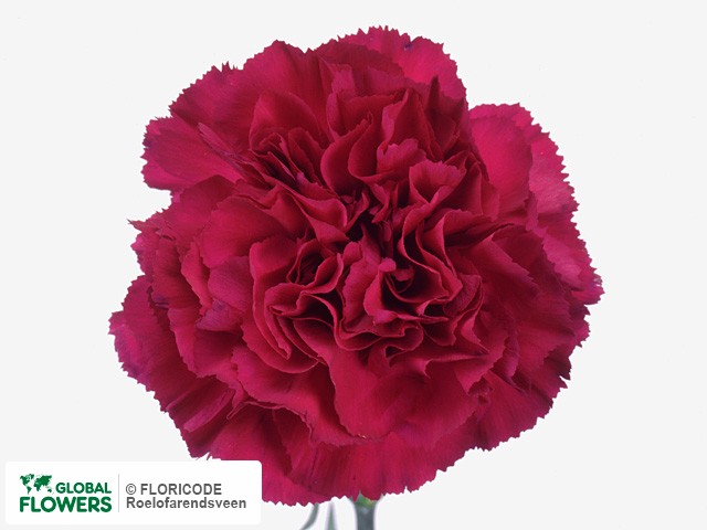 Photo Dianthus standaard 'Dalila'.