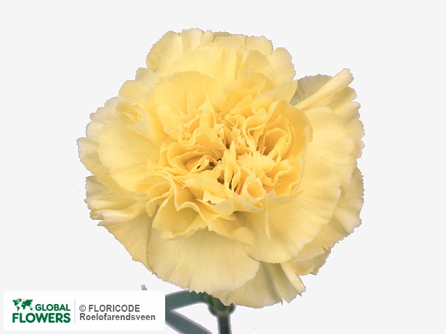 Photo Dianthus standaard 'Yellow Liberty'.
