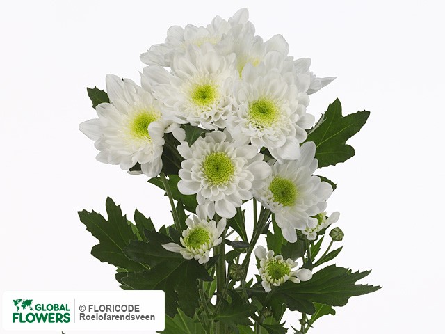 Photo Chrysanthemum (Indicum Grp) tros Radost.