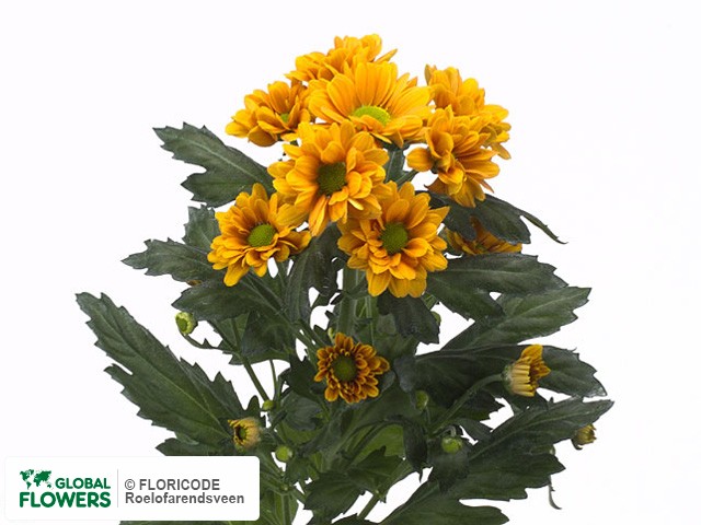 Photo Chrysanthemum (Indicum Grp) tros santini 'Dutchy'.