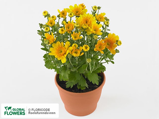 Photo Chrysanthemum (Indicum Grp) Yahou Apricot.