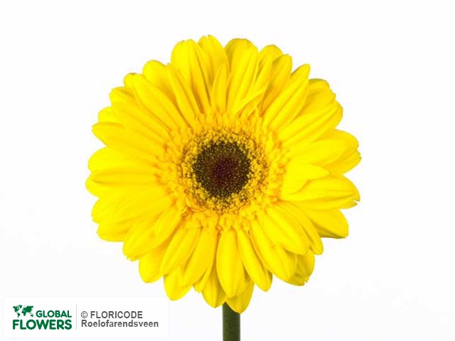 Photo Gerbera grootbloemig Classic Fabio Yellow.