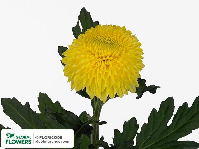 Photo Chrysanthemum (Indicum Grp) geplozen Boula Yellow.