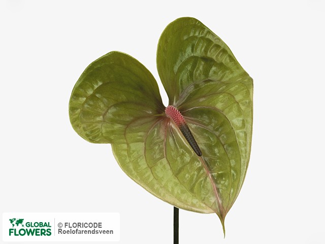 Photo Anthurium (Andreanum Grp) Pistache per bos.