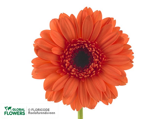 Photo Gerbera mini 'Libellaline'.