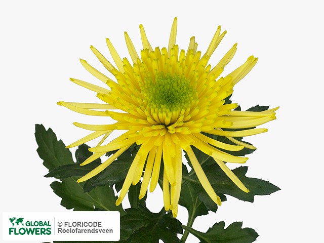 Фото вида Хризантема одноголовая "Yarada".