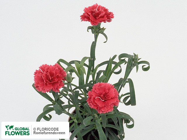 Photo Dianthus 'Diogenes'.