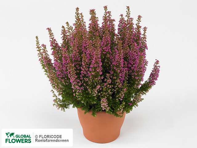 Фото вида Эрика изящная "Beauty Queen Fabiola".