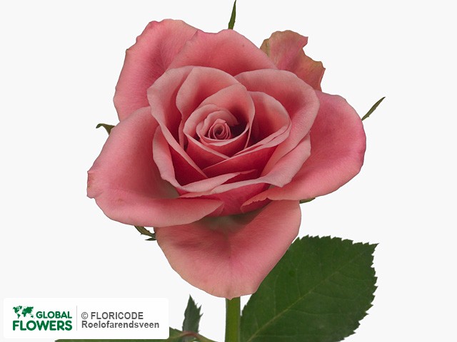 Фото вида Роза мелкоцветная "Arjen".