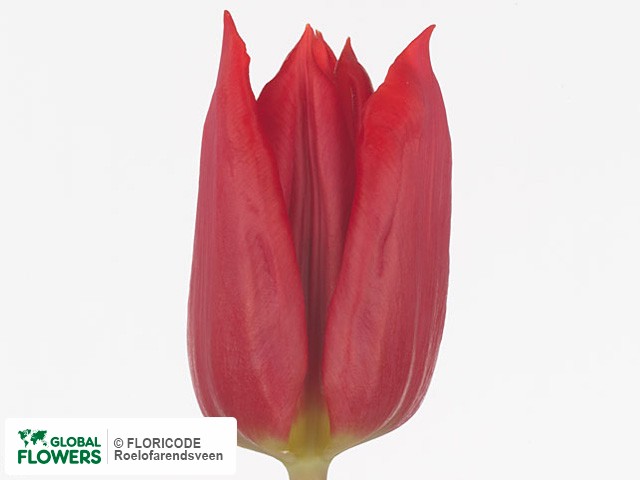 Photo Tulipa (Triumph Grp) 'Kunie'.