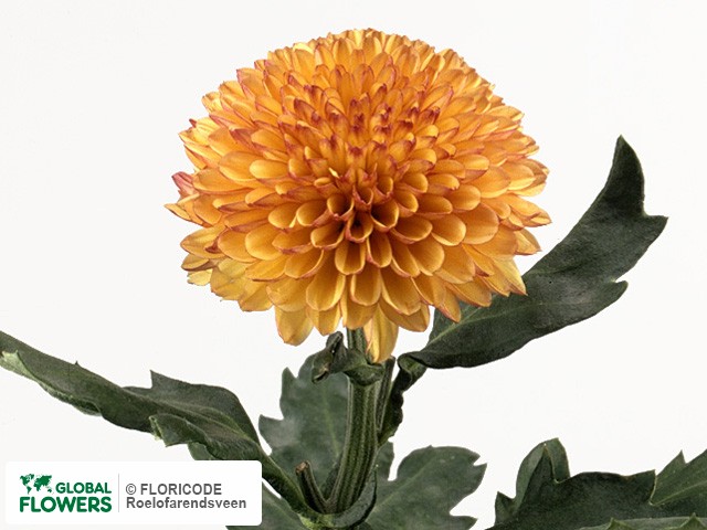 Photo Chrysanthemum (Indicum Grp) geplozen 'Lollipop Yellow'.