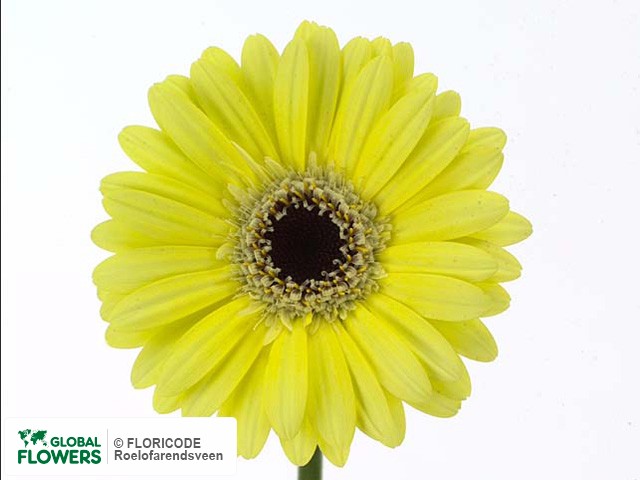 Photo Gerbera mini 'Valley'.