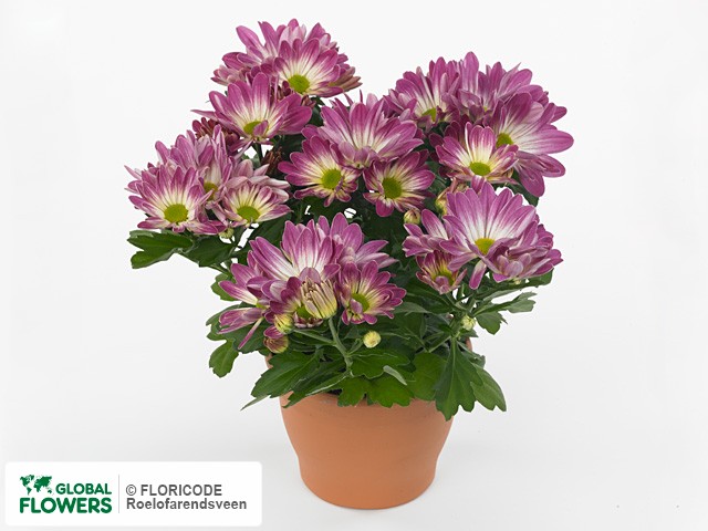 Фото вида Хризантема индийская "Rainbow Pink Secret".