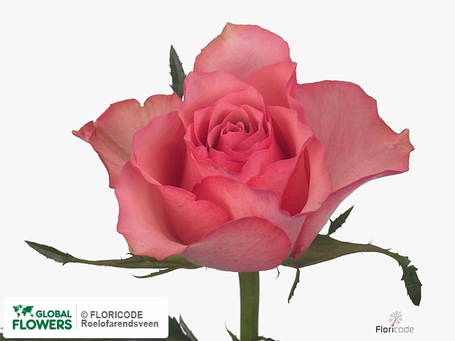 Фото вида Роза крупноцветковая "Alexandra".