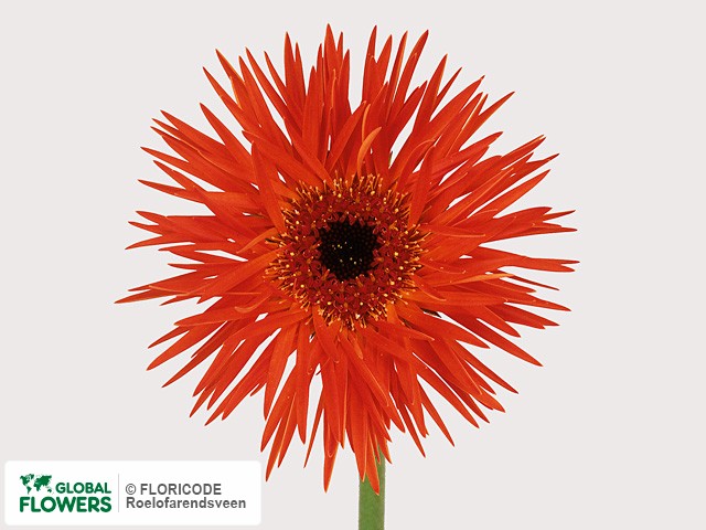 Photo Gerbera mini Hercules.