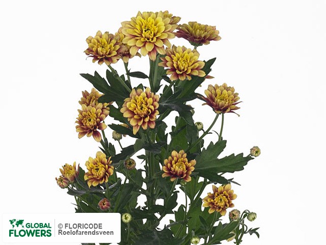 Фото вида Хризантема индийская кустовая "Santini Merida Yellow".