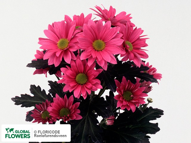 Photo Chrysanthemum (Indicum Grp) tros 'Streamer'.