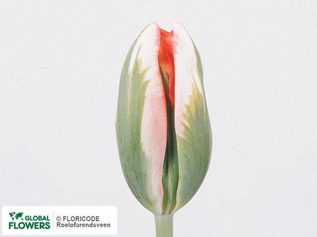 Photo Tulipa (Viridiflora Grp) 'Esperanto'.