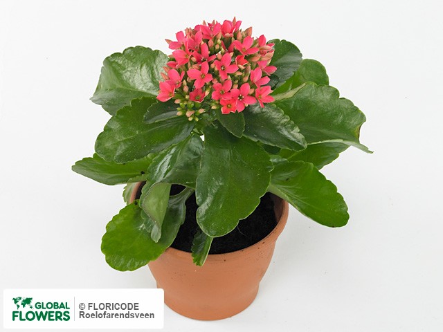 Photo Kalanchoe blossfeldiana Pink Passion.