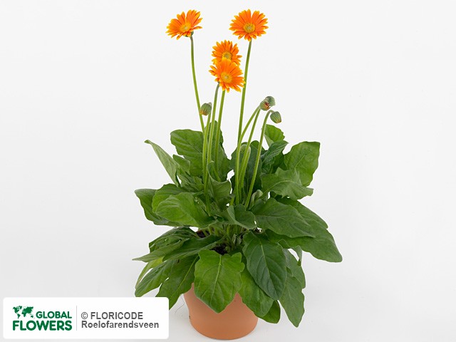 Photo Gerbera Garvinea Orangina.