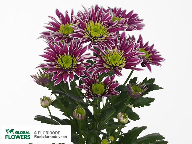 Photo Chrysanthemum (Indicum Grp) tros Saba.