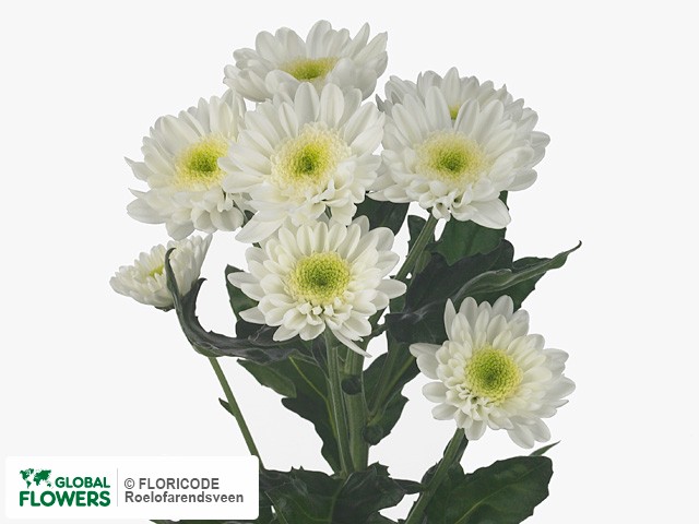 Фото вида Хризантема индийская кустовая "Optimist White".