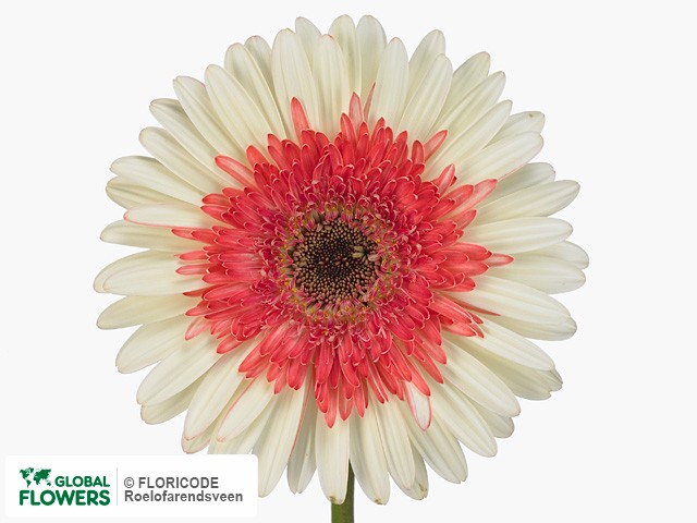 Photo Gerbera grootbloemig Tianna.