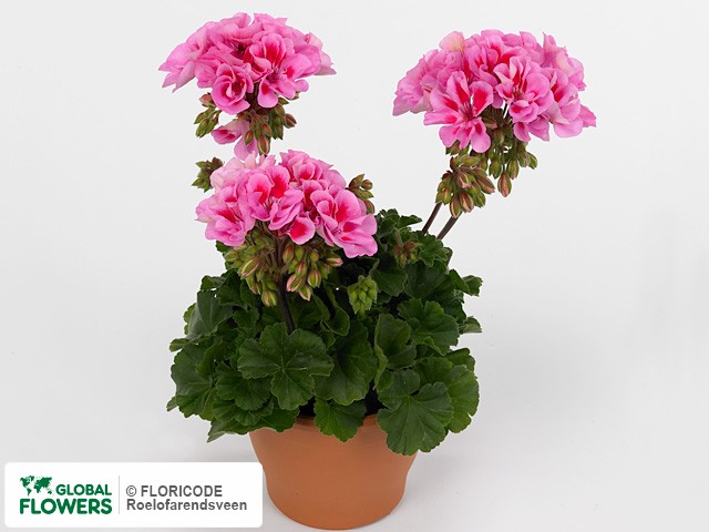 Photo Pelargonium (Zonale Grp) Lavender Kiss.