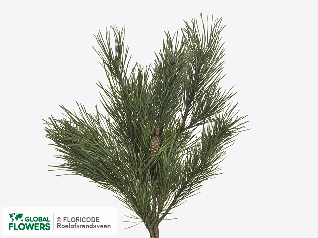 Фото вида Сосна "Sylvestris Watereri per bos".