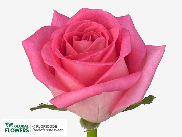 Фото вида Роза крупноцветковая "Pink Wow".
