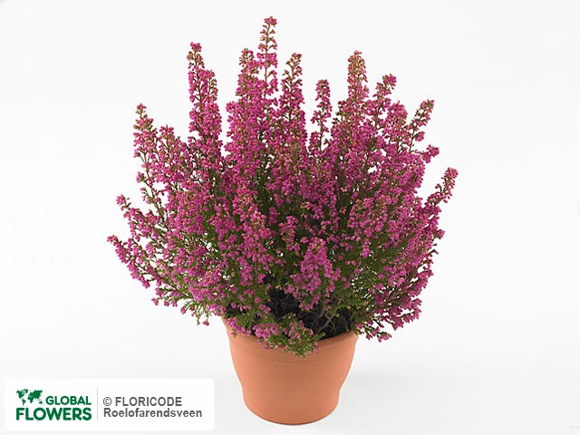 Фото вида Эрика изящная "Beauty Queen Sofie".