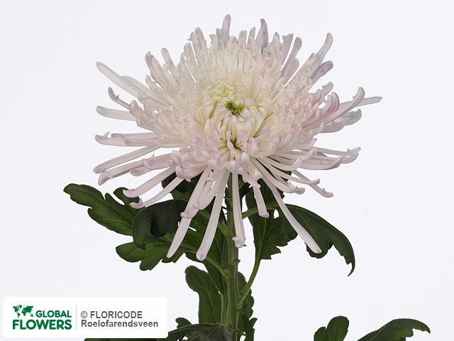 Photo Chrysanthemum (Indicum Grp) geplozen Spider spivio.