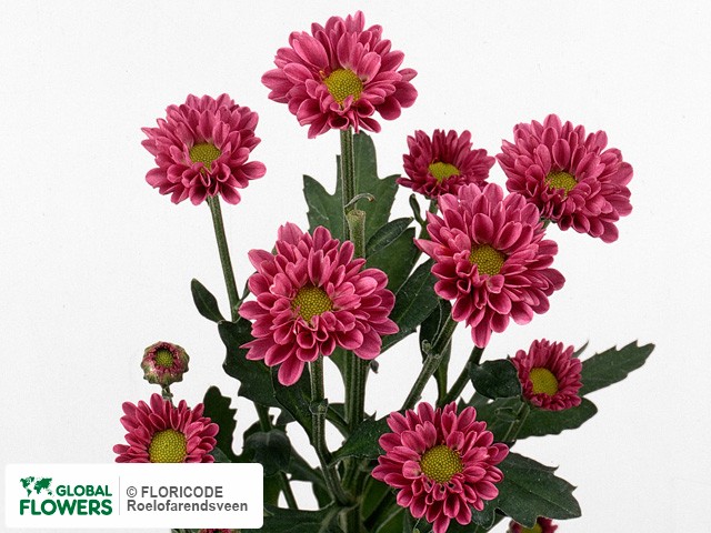 Photo Chrysanthemum (Indicum Grp) tros santini 'Fleury Splendid'.