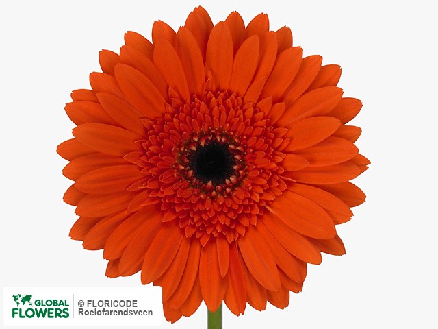 Photo Gerbera grootbloemig 'Barbasona'.