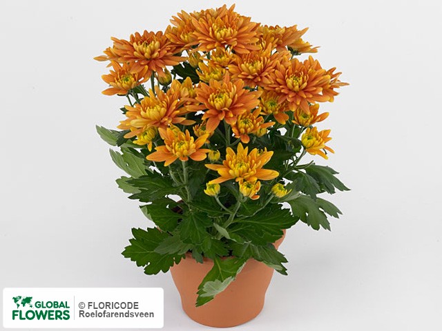 Photo Chrysanthemum (Indicum Grp) Durango.