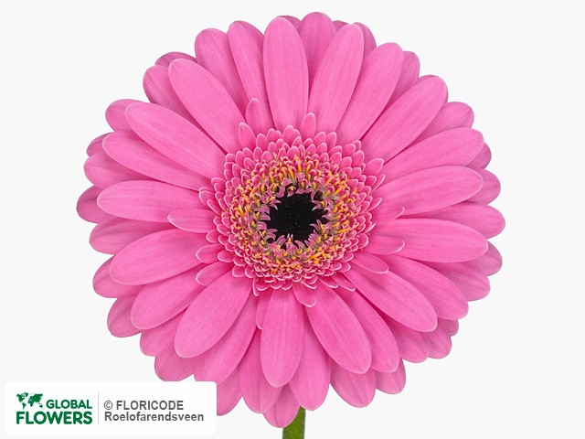 Photo Gerbera mini Tabitha.