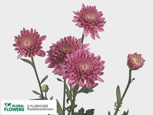 Photo Chrysanthemum (Indicum Grp) tros 'Gerrie Hoek Dark'.