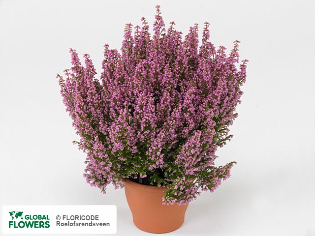 Фото вида Эрика изящная "Beauty Queen Sissi".